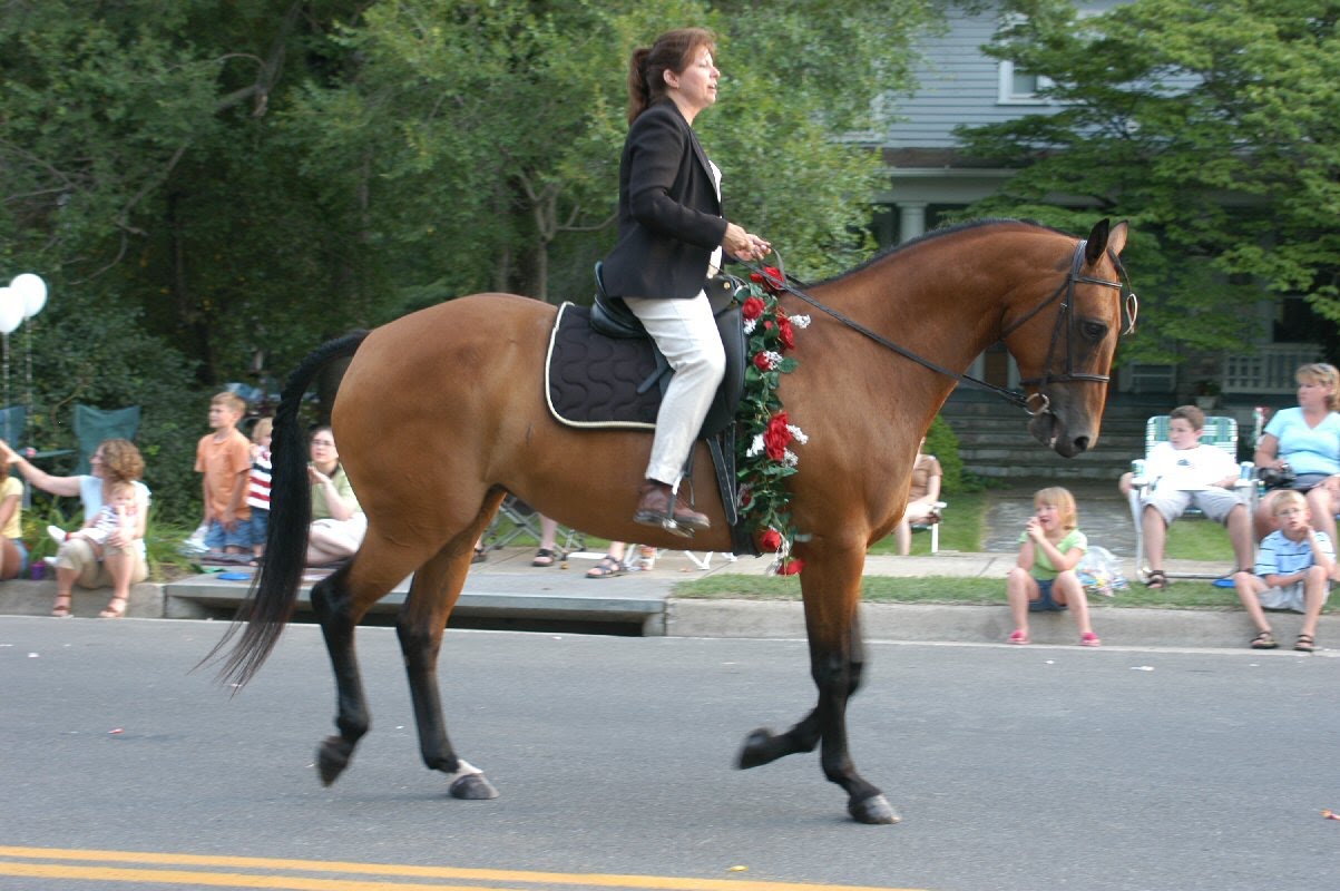 All About Horses English riding style