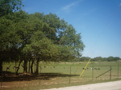 The Texas Hill Country
