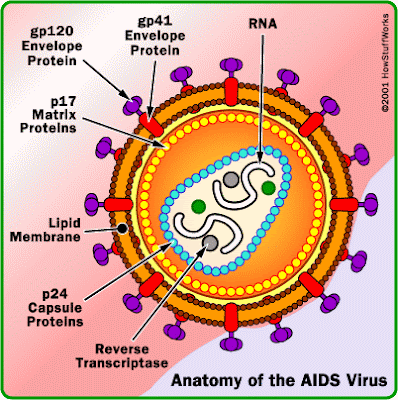 Bio'S Area: HIV (Human Immunodeficiency Virus)