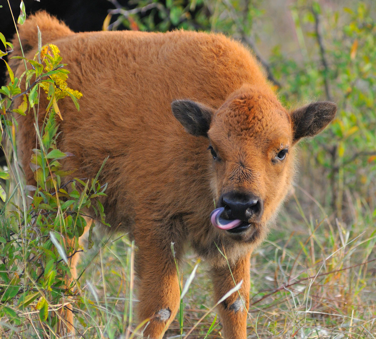 LynneRichardsPhotography Little Baby Bison