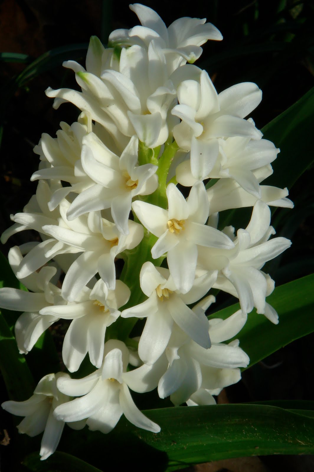 Periodical Curiosity Flowers! For me?