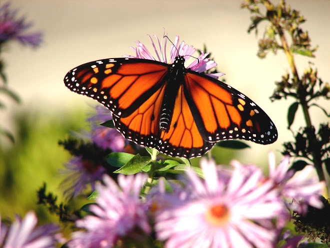 Butterfly..I have several of this one-D