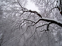 Trees in a Blizzard