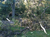 tornado damage in park