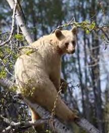 [bear.jpg]