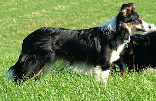 bryning border collies