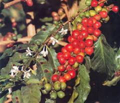 Ethiopia the birthplace of Coffee