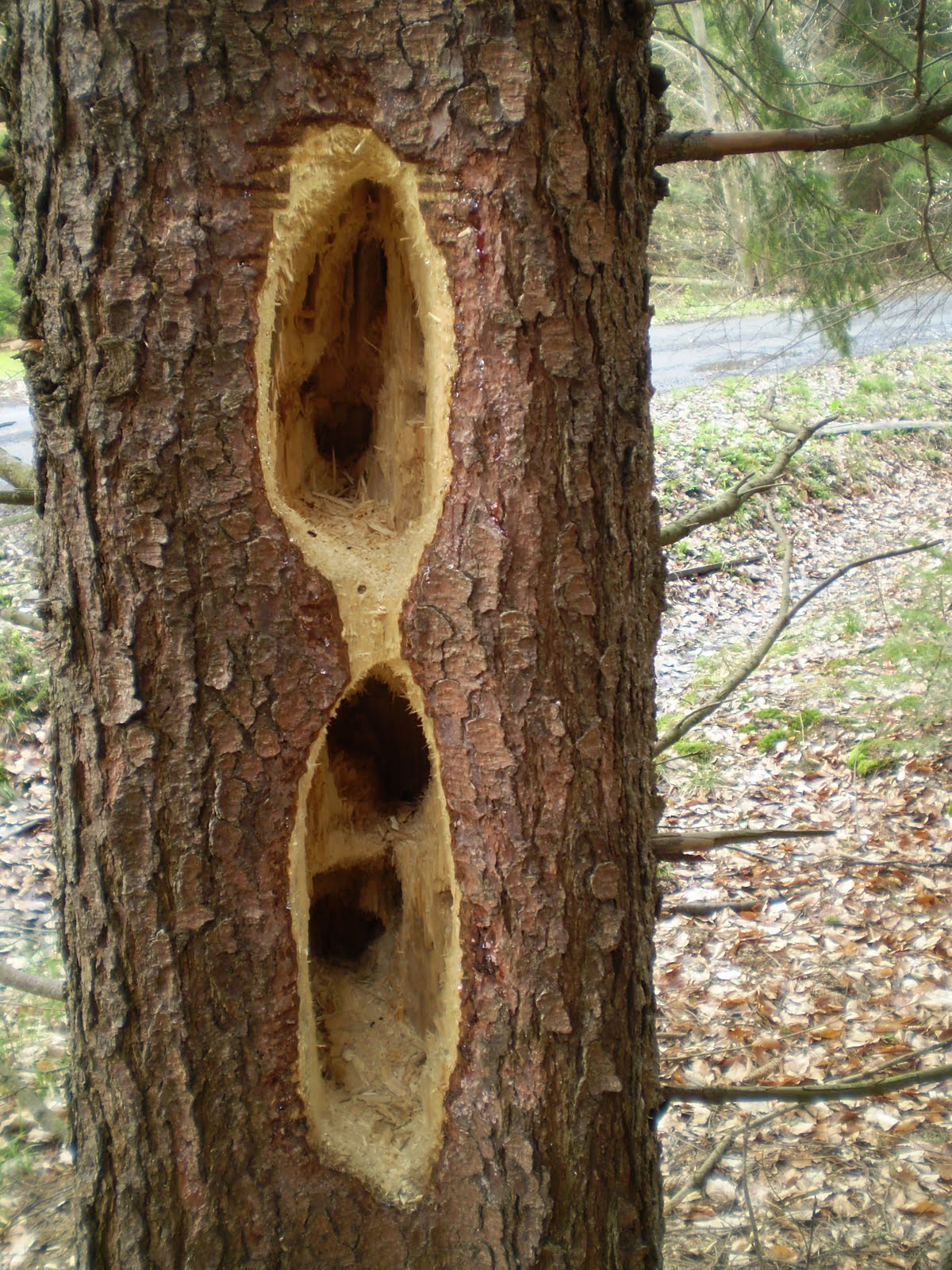 Woodpeckers Of Europe: Black Woodpecker Foraging Holes