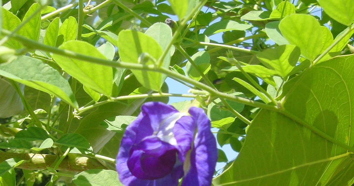 NONYA LIFE Blue Pea Flower