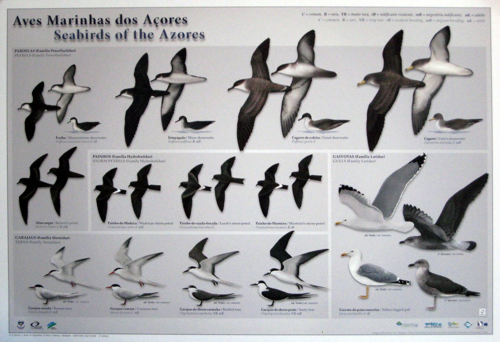 [Aves+marinhas+açores.jpg]