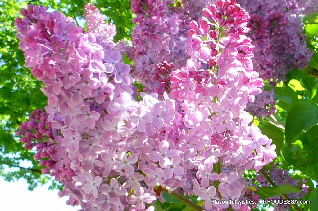 The Neighbor S Blog 52 Blessings Syringa Vulgaris
