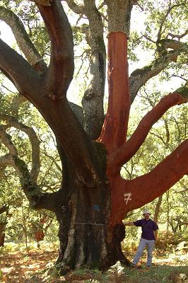 Sobreiro - Quercus suber L.
