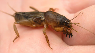 cricket nymph