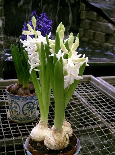 [445px-Hyacinthus_orientalis1.jpg]