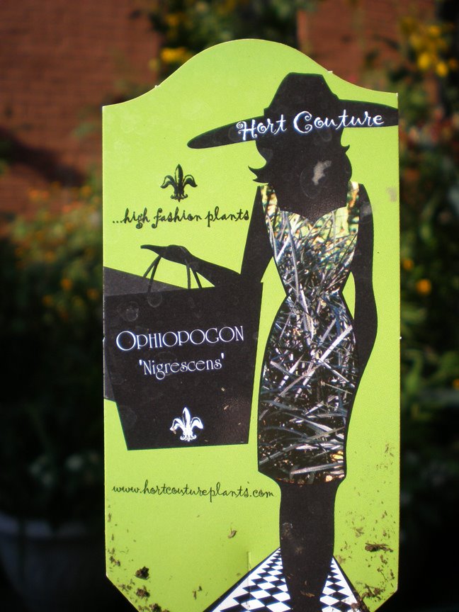 [hort+couture.jpg]