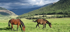 High Mountain Horses... at home on our ranch.