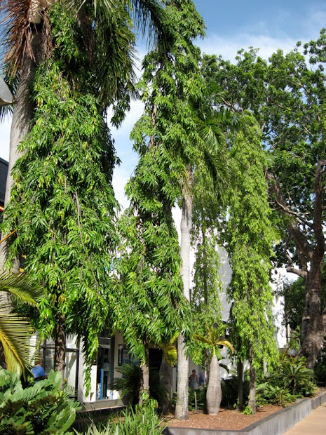garden amateur troppo