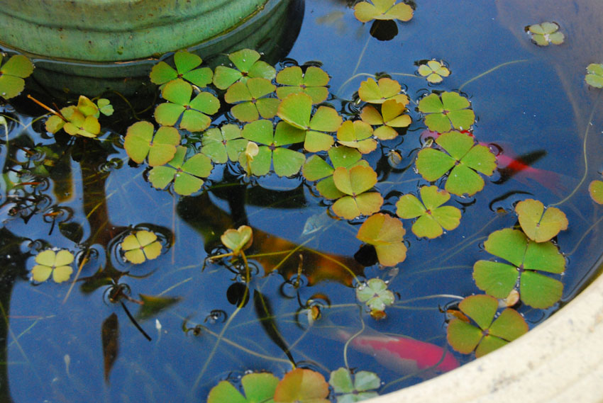 Garden amateur: Floating an idea