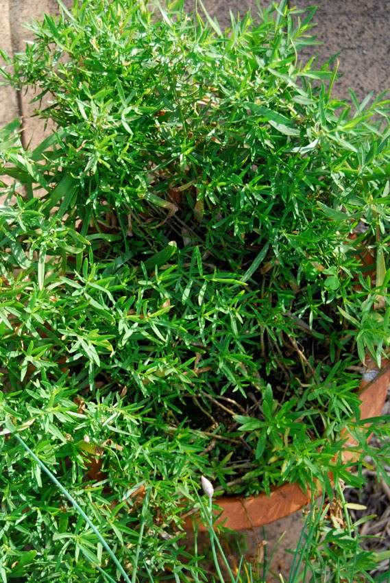 Garden amateur Timely trims