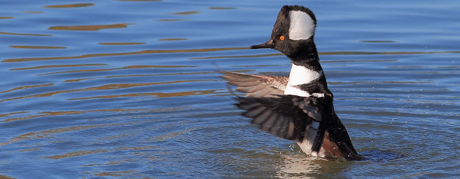 Hooded Merganser