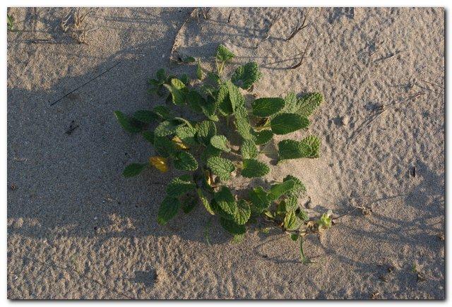 [Biotopo+Mts+25_10_2009_012.jpg]