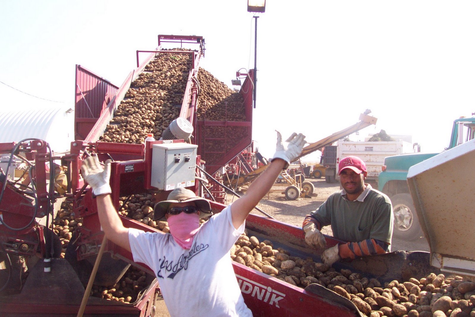 Farms Bancroft, Idaho Workers unloading trucks and picking