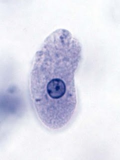 Bacterias de la Amibiasis