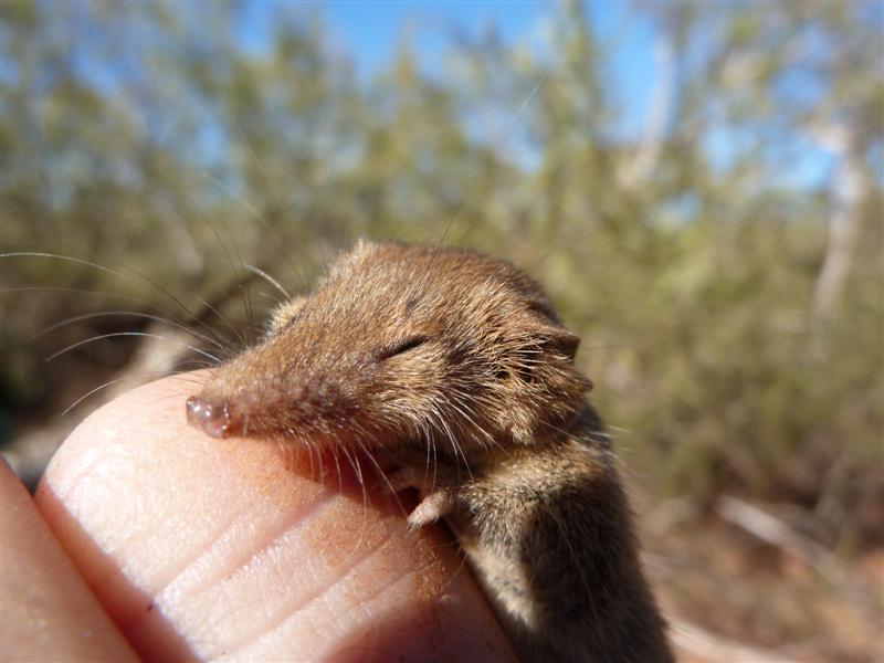 WA Zoologist Little Mammals