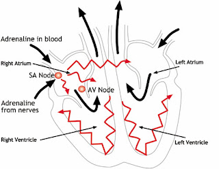Human Respiratory and Cardiac Systems: Explain the electrical activity