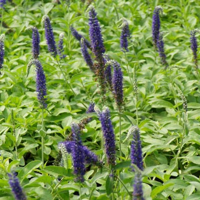 [veronica-goodnessgrows4web.jpg]