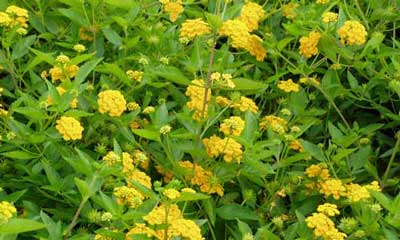 [Lantana-New-Gold400x240.jpg]