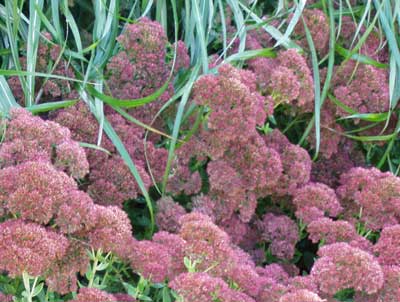 [sedum-autumn-joy-landscape.jpg]