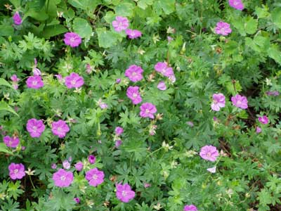 [cranesbill-geraniums.jpg]