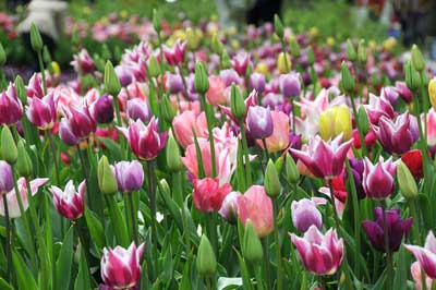 [mixed-landscape1.jpg]