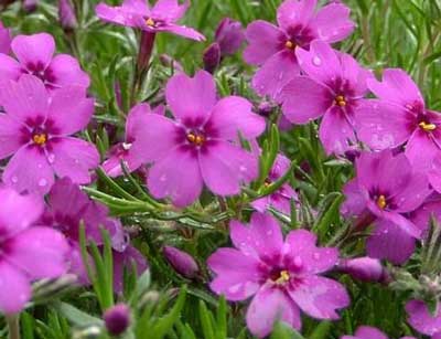 [phlox_scarletflame400x307.jpg]