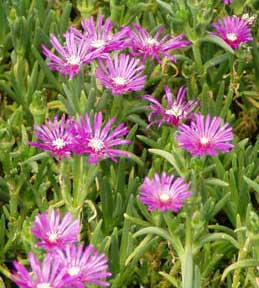 [delosperma-cooperi259x288.jpg]