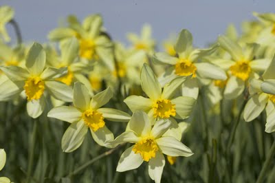 [stella+landscape.jpg]