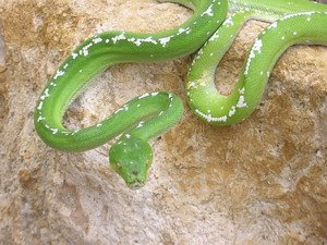 BEST REPTILE BREEDERS