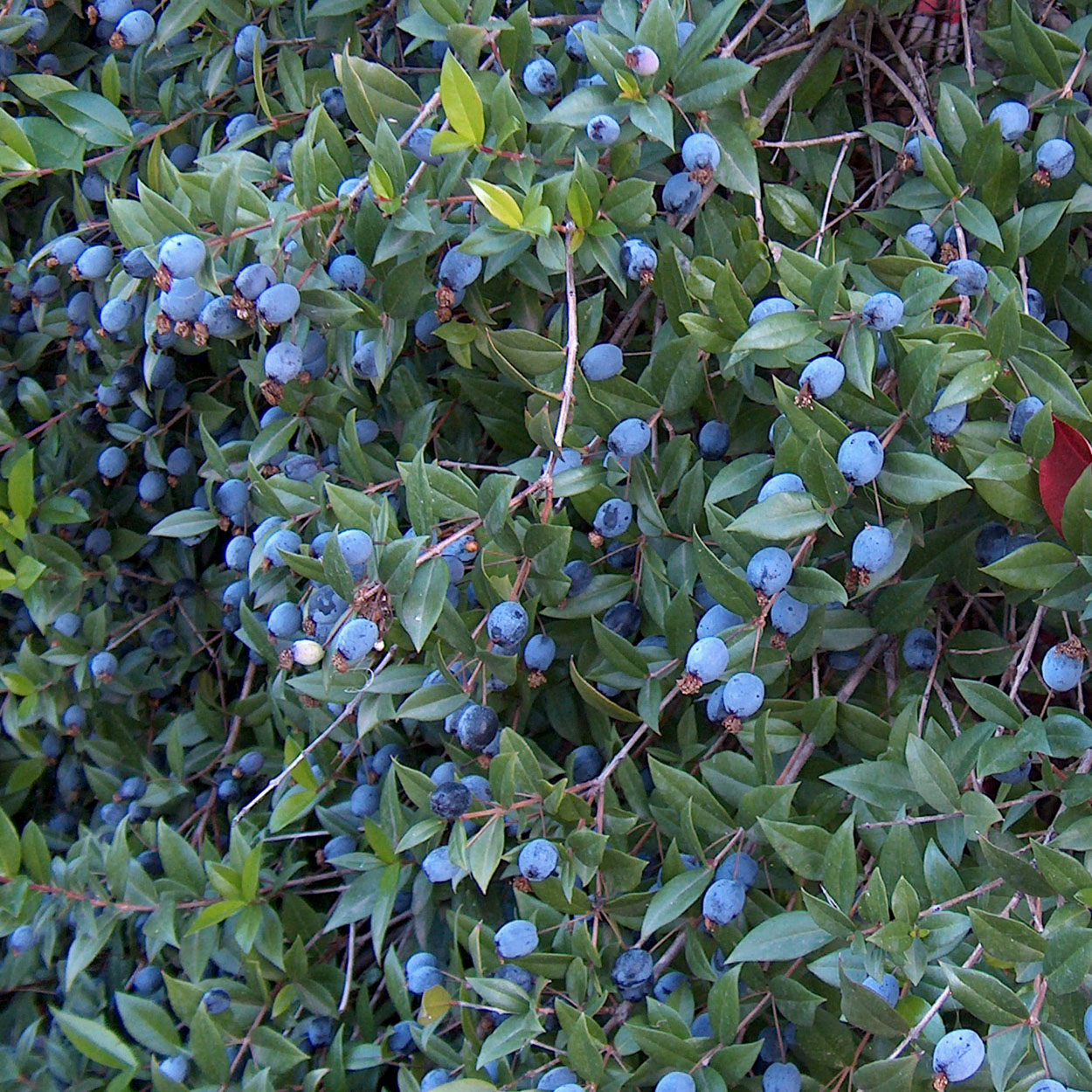 Все растения хорватии