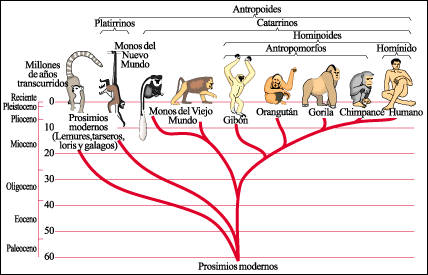 Biologia 2°B: Evolucion