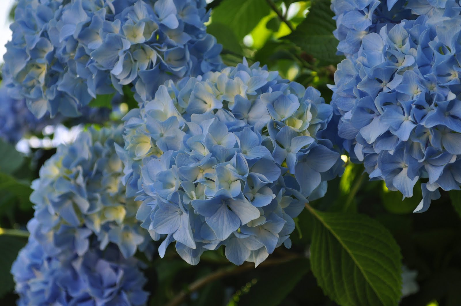 The Country Diary of a Southern Lady: Rhapsody In Blue