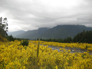 Valley of Yellow Flowers