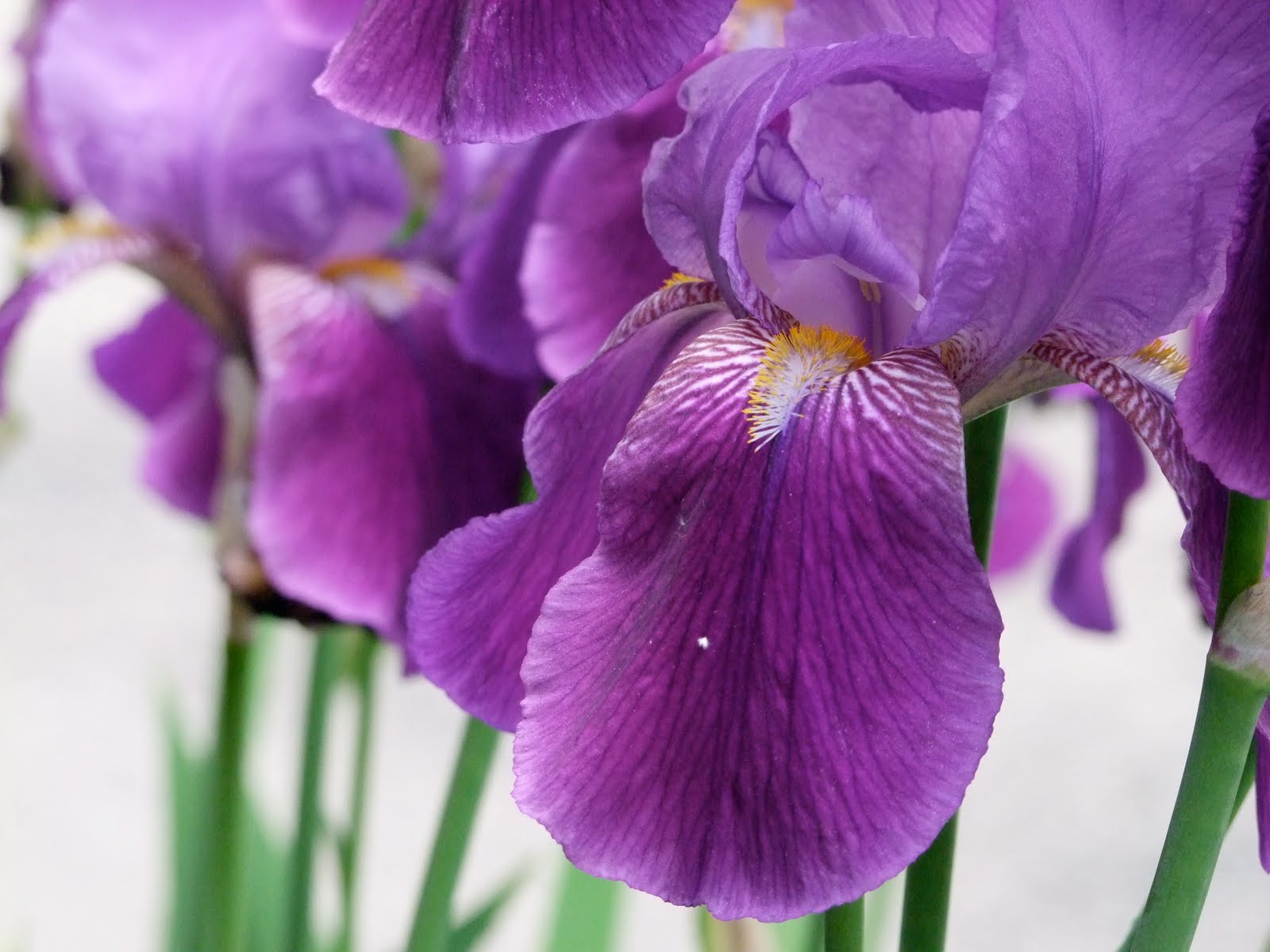 CREED From the Garden Purple Irises