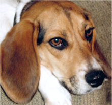 My crazy beagle - miss him so much - XOXO