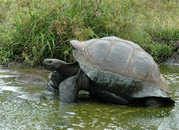 Bathing Tortoise
