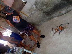 large, colourful coconut crab