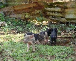 more piglets running around