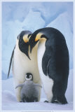 Sweet Penguin Family