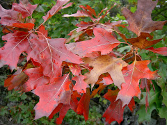 Fall Colors