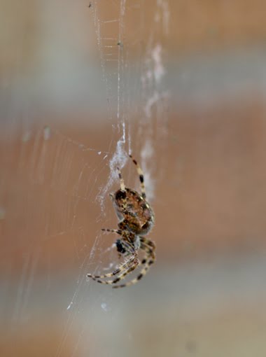 [Spider-2+091909+LowRes.JPG]